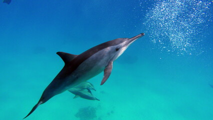 Obraz premium Dolphins. Spinner dolphin. Stenella longirostris is a small dolphin that lives in tropical coastal waters around the world. 