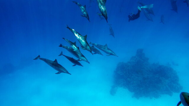 Dolphins. Spinner dolphin. Stenella longirostris is a small dolphin that lives in tropical coastal waters around the world. 
