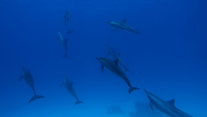 Dolphins. Spinner dolphin. Stenella longirostris is a small dolphin that lives in tropical coastal waters around the world. 
