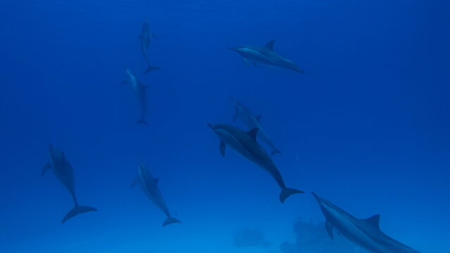 Dolphins. Spinner dolphin. Stenella longirostris is a small dolphin that lives in tropical coastal waters around the world. 
