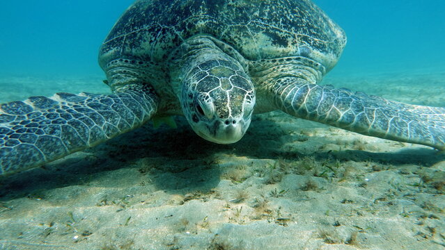 Big Green turtle , Green turtles are the largest of all sea turtles. A typical adult is 3 to 4 feet long and weighs between 300 and 350 pounds.
