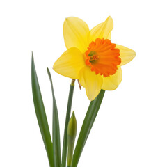 Vibrant yellow daffodil flower with orange trumpet and green stems isolated transparent background