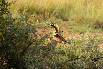 Impala partially hidden in bushes. South Africa.