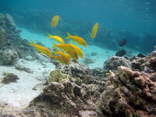 Colorful tropical fish on a coral reef, amazingly beautiful fairy world. In the coral gardens of the Red Sea.