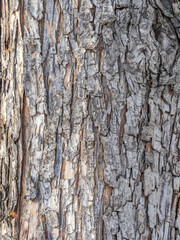 Obraz premium The texture of the bark of an old apple tree