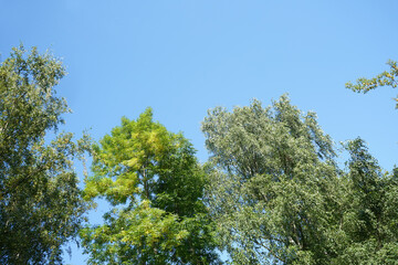 Fototapeta premium Green tree in the forest, lush foliage in the garden park.