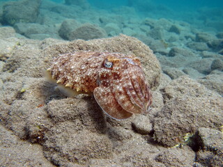 Sepia pharaonis. Mollusks, type of Mollusk. Head-footed mollusks. Cuttlefish squad. Pharaoh cuttlefish.
