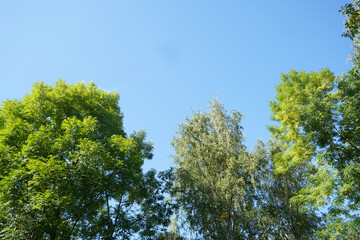 Green tree in the forest,  lush  foliage in the garden park.