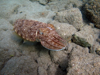 Sepia pharaonis. Mollusks, type of Mollusk. Head-footed mollusks. Cuttlefish squad. Pharaoh cuttlefish.
