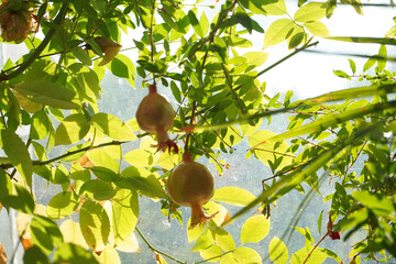 Pomegranate fruits on a branch among green leaves.