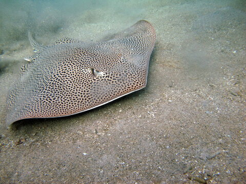 The reticulate whipray or honeycomb stingray (Himantura uarnak) is a species of stingray in the family Dasyatidae.