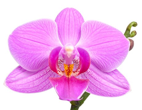 Close-up of a delicate pink orchid against a plain white background - Powered by Adobe