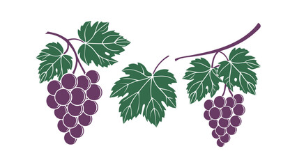 Fototapeta premium Two clusters of purple grapes with green leaves on branches stylized illustration