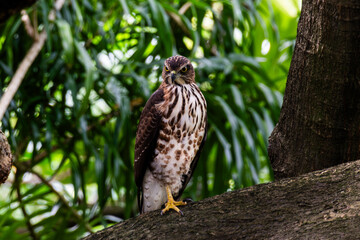 鳳頭蒼鷹 Crested Goshawk