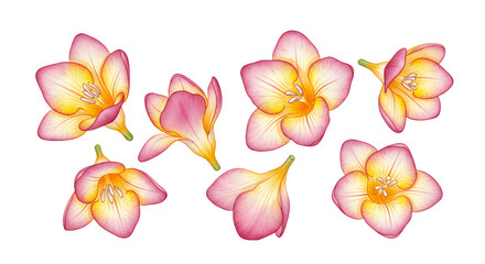 Naklejka premium Exquisite hand-drawn Freesia flower illustrations in bloom, displaying warm pink and yellow hues, ideal for elegant botanical compositions and spring designs