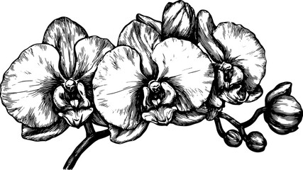 Orchid flower and bud set in black and white lineart. Vintage botanical vector illustration.