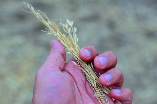 Handful of rice paddy from the fields of Theni, Tamil Nadu, capturing the essence of local harvest and sustainable farming practices