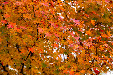 Colourful maple leaves in autumn season color when the leaves change colorful of is in the park, green, yellow, orange and red discoloration