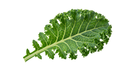 A single, vibrant green kale leaf with its characteristic ruffled texture, isolated on a pure white background