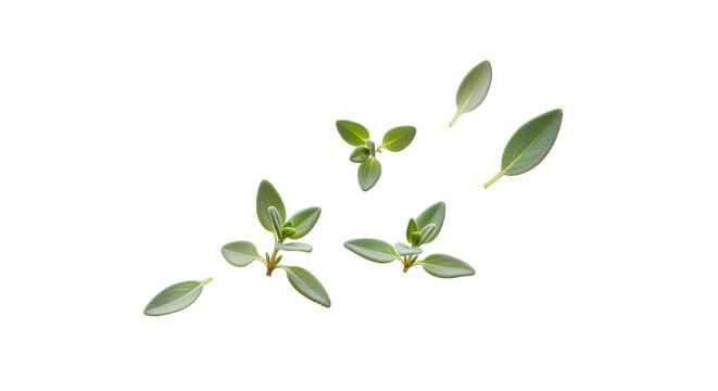 Fresh thyme sprigs and leaves on a white background