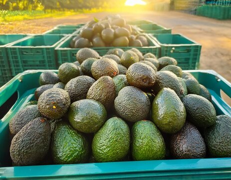 hass avocados neatly arranged in plastic containers prepared for shipping or storage at the agricultural site