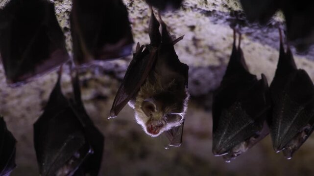 Close up small awake horseshoe bat in group taking off from upside down on cold arched brick cellar ceiling in undergrounds just after hibernation. Wildlife