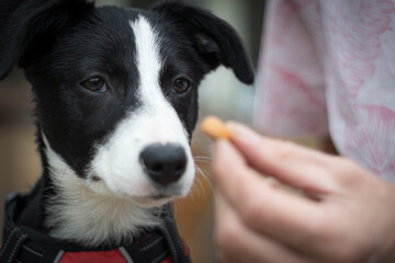 Black and White Dog Focused on Treat — Red Harness, Training Moment, and Expressive Gaze