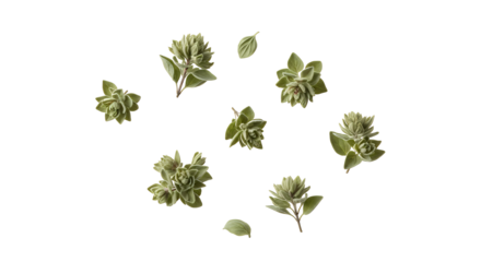Fresh Oregano Sprigs Aromatic Herb for Culinary Delights, Isolated on White Background