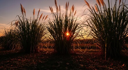 Tall Grass Silhouettes Against a Fiery Sunset in Agricultural Field
