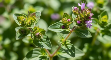 Vibrant Close up of Flowering Culinary Herb in a Sunny Garden