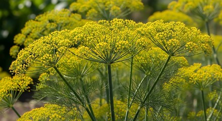 Vibrant Yellow Umbel Flowers of Culinary Herb in Sunlight