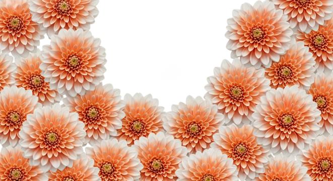 Vibrant orange and white flowers form an elegant floral border, framing a clean white background. Perfect for spring and summer decorative designs, showcasing delicate natural beauty