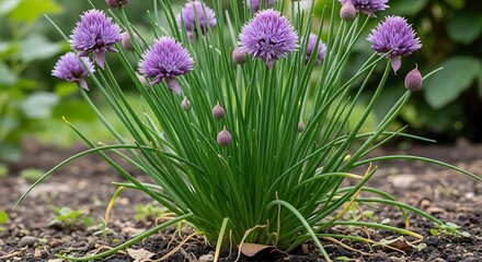 Vibrant Purple Allium Blooms on a Healthy Herb Plant in Garden Soil
