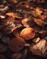 A dense carpet of orange and brown autumn leaves fully covering the ground, creating a rich seasonal texture.