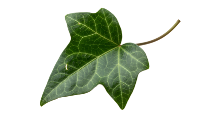 Vibrant green common ivy leaf showcasing its intricate vein patterns, captured against a clean white background, highlighting natural beauty and detailed texture for botanical themes