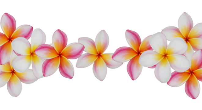 Collection of beautiful pink and white frangipani flowers forming a decorative floral border on a white background, perfect for a tropical or spa theme