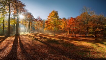 Sunlight Casting Long Shadows Through Colorful Trees