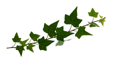 Vibrant green ivy vine with fresh, glossy leaves, elegantly winding along a natural stem, isolated on a crisp white background, ideal for botanical designs and organic decor