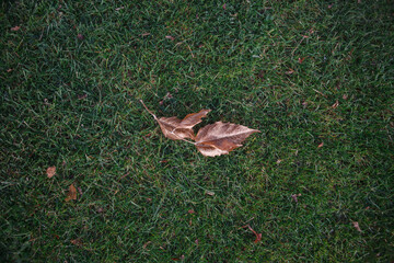 dry leaves on green grass