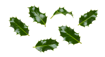 Festive Green Holly Leaves Scattered on White Background