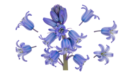 A close-up of delicate bluebell flowers arranged artfully against a clean white background, showcasing their unique bell shape and vibrant color
