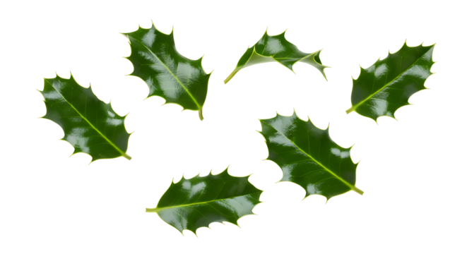 Festive Green Holly Leaves Scattered on White Background