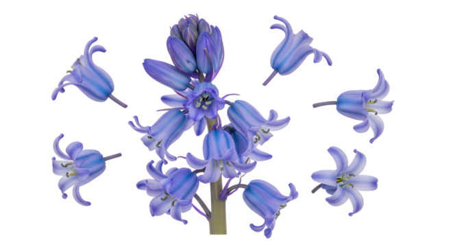A close-up of delicate bluebell flowers arranged artfully against a clean white background, showcasing their unique bell shape and vibrant color