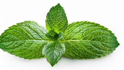 Mint Isolated On White Background