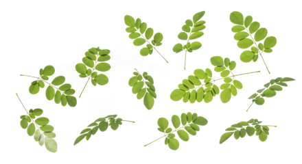 Scattered Moringa Leaves on White Background, Natural Greenery