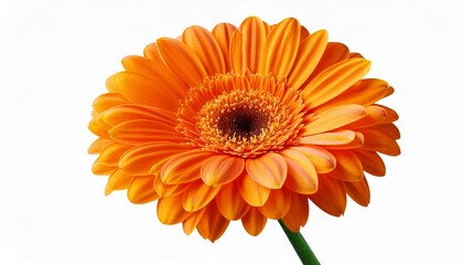 Vibrant Orange Gerbera Flower Daisy In Bloom Isolated On White Background Including Clipping Path