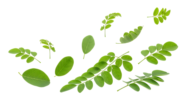 Assortment of Vibrant Green Moringa Leaves on a White Background A Natural Beauty