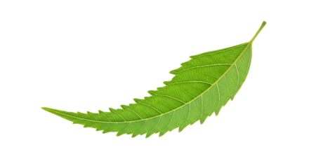 Close-up of a Fresh Green Neem Leaf with Serrated Edges on White Background