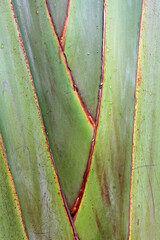 Detail of leaves of Agave 'Blue Glow' - Serre d'Auteuil - Paris - France
