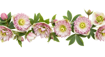 Elegant double bloom hellebore flowers with green leaves, a beautiful floral border on a white background, perfect for spring